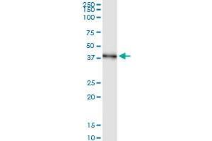 Immunoprecipitation of AIM2 transfected lysate using anti-AIM2 MaxPab rabbit polyclonal antibody and Protein A Magnetic Bead , and immunoblotted with AIM2 purified MaxPab mouse polyclonal antibody (B01P) . (AIM2 antibody  (AA 1-343))