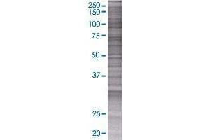 MAG transfected lysate. (MAG 293T Cell Transient Overexpression Lysate(Denatured))