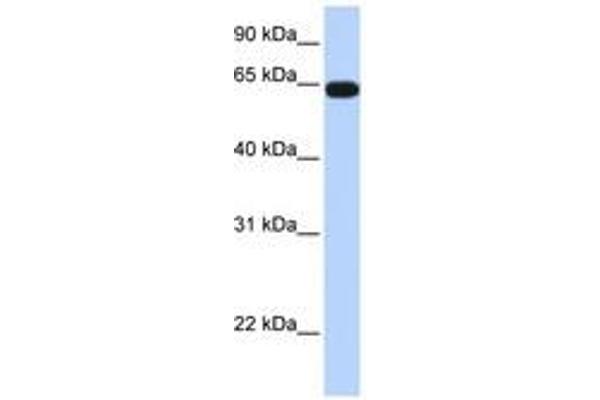 KLHL36 antibody  (AA 396-445)