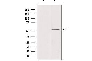 Western blot analysis of extracts from mouse brain, using A1Up Antibody. (UBQLN4 antibody  (Internal Region))