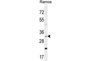 Western Blotting (WB) image for anti-DnaJ (Hsp40) Homolog, Subfamily B, Member 13 (DNAJB13) antibody (ABIN2995899) (DNAJB13 antibody)