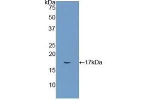 Detection of Recombinant ITGaM, Rat using Polyclonal Antibody to Integrin Alpha M (CD11b) (CD11b antibody  (AA 870-1004))