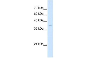 Western Blot showing Arrestin B2 antibody used at a concentration of 1 ug/ml against HepG2 Cell Lysate (Arrestin 3 antibody  (Middle Region))