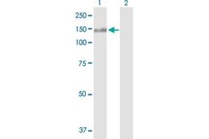 Western Blot analysis of NCAM2 expression in transfected 293T cell line by NCAM2 MaxPab polyclonal antibody. (NCAM2 antibody  (AA 1-837))