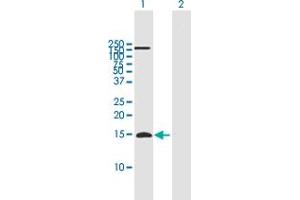 Western Blot analysis of APOC4 expression in transfected 293T cell line by APOC4 MaxPab polyclonal antibody. (APOC4 antibody  (AA 1-127))