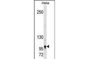 Western blot analysis in Hela cell line lysates (35ug/lane). (TSHZ1 antibody  (AA 639-665))