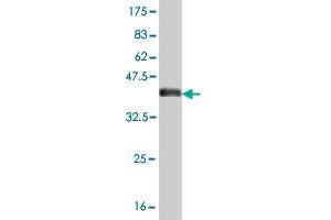 Western Blotting (WB) image for anti-Yes-Associated Protein 1 (YAP1) (AA 53-161) antibody (ABIN564526)