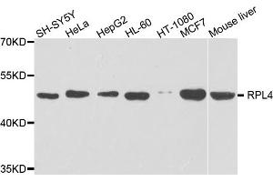 Western blot analysis of extracts of various cell lines, using RPL4 antibody. (RPL4 antibody)