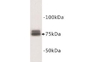 Western Blotting (WB) image for anti-Transferrin (TF) antibody (ABIN1854987) (Transferrin antibody)