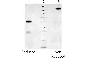 Western Blot of Rabbit anti-Mouse Serum Albumin Cat. (Albumin antibody)