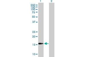 Western Blot analysis of TSC22D1 expression in transfected 293T cell line by TSC22D1 MaxPab polyclonal antibody. (TSC22D1 antibody  (AA 1-144))