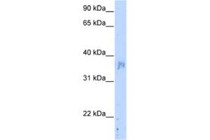 Western Blotting (WB) image for anti-Nephroblastoma Overexpressed (NOV) antibody (ABIN2462723) (NOV antibody)