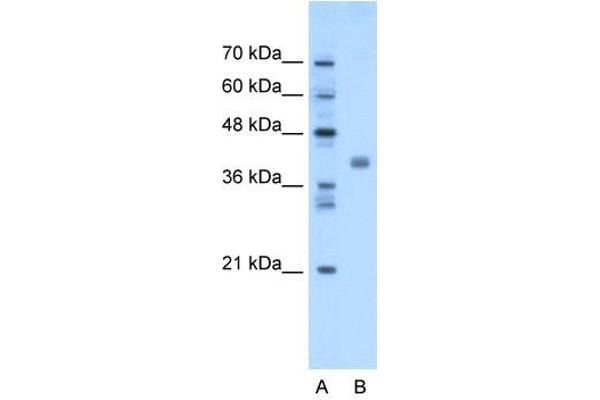 TMEM59L antibody  (N-Term)