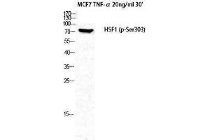 Western Blotting (WB) image for anti-Heat Shock Factor Protein 1 (HSF1) (pSer303) antibody (ABIN3179453) (HSF1 antibody  (pSer303))