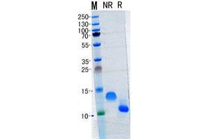 Validation with Western Blot (CCL20 Protein)