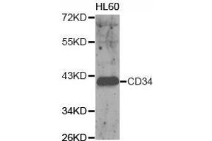 Western Blotting (WB) image for anti-CD34 (CD34) antibody (ABIN1871618) (CD34 antibody)