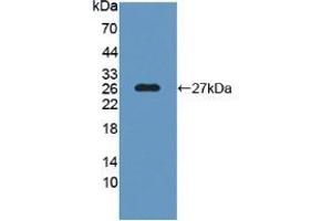 Western Blot; Sample: Recombinant SNAP25, Human. (SNAP25 antibody  (AA 1-206))