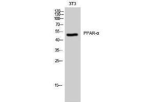 Western Blotting (WB) image for anti-Peroxisome Proliferator-Activated Receptor alpha (PPARA) (Thr261) antibody (ABIN3186537) (PPARA antibody  (Thr261))