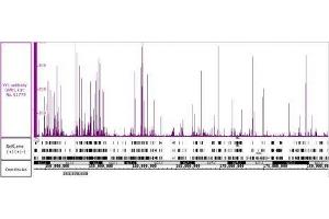 YY1 antibody (pAb) tested by Immunoprecipitation. (YY1 antibody)