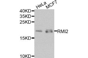 Western blot analysis of extracts of various cell lines, using RMI2 antibody. (RMI2 antibody)