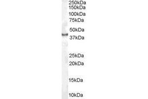 Image no. 1 for anti-Caudal Type Homeobox 2 (CDX2) (AA 154-167) antibody (ABIN295853) (CDX2 antibody  (AA 154-167))