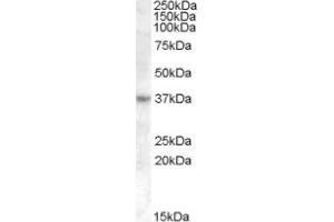 Image no. 1 for anti-Ras Association (RalGDS/AF-6) Domain Family (N-terminal) Member 7 (RASSF7) (Internal Region) antibody (ABIN374927) (RASSF7 antibody  (Internal Region))