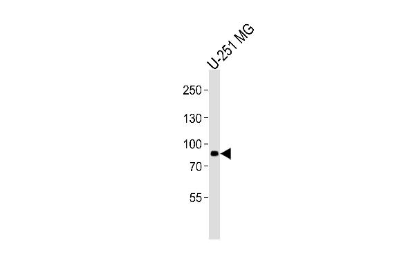 RFX4 antibody  (AA 58-89)