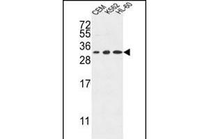 Tetraspanin 2 antibody  (AA 109-137)