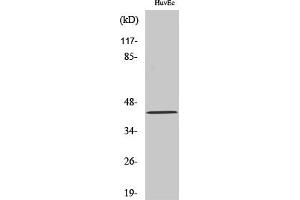 Western Blot analysis of various cells using HNK-1ST Polyclonal Antibody. (CHST10 antibody  (AA 160-240))