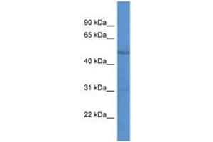 Image no. 1 for anti-Retinoic Acid Receptor, gamma (RARG) (AA 20-69) antibody (ABIN6746082) (Retinoic Acid Receptor gamma antibody  (AA 20-69))