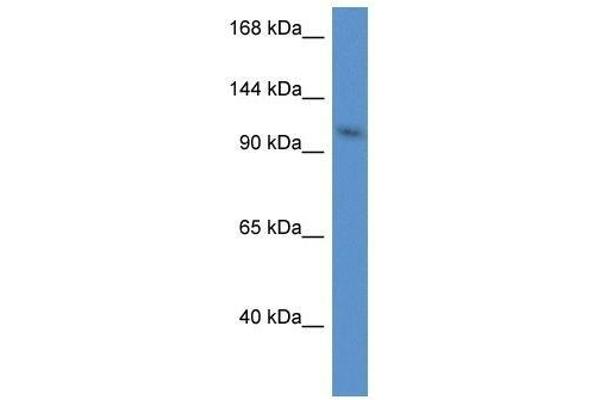 URGCP antibody  (N-Term)