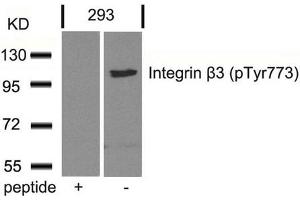 Western blot analysis of extracts from 293 cells using Integrin b3(Phospho-Tyr773) Antibody and the same antibody preincubated with blocking peptide. (Integrin beta 3 antibody  (pTyr773))