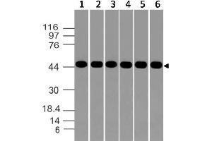 Image no. 1 for anti-Aurora Kinase A (AURKA) (AA 55-250) antibody (ABIN5027047) (Aurora A antibody  (AA 55-250))