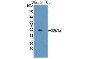 Western Blotting (WB) image for anti-Cytochrome P450, Family 3, Subfamily A, Polypeptide 4 (CYP3A4) (AA 344-497) antibody (ABIN1867496) (CYP3A4 antibody  (AA 344-497))