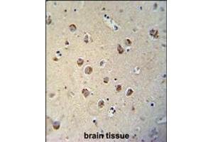 TECTB antibody immunohistochemistry analysis in formalin fixed and paraffin embedded human brain tissue followed by peroxidase conjugation of the secondary antibody and DAB staining. (TECTB antibody  (N-Term))