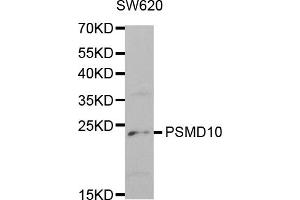 Western blot analysis of extracts of SW620 cells, using PSMD10 antibody (ABIN5971009) at 1/1000 dilution. (PSMD10 antibody)