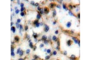 IHC-P analysis of Spleen tissue, with DAB staining. (SIGLEC5 antibody  (AA 458-551))