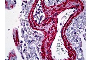 Anti-ACTA2 antibody IHC of human lung, vessels. (Smooth Muscle Actin antibody  (N-Term))