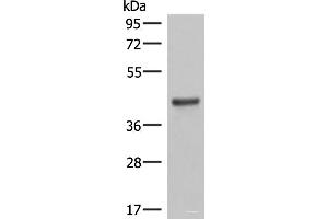 Western blot analysis of Mouse lung tissue lysates using LMCD1 Polyclonal Antibody at dilution of 1:550 (LMCD1 antibody)