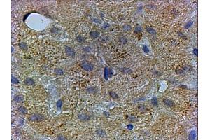 Immunohistochemistry (xμg/ml) staining of paraffin embedded Human Liver. (PEX13 antibody)