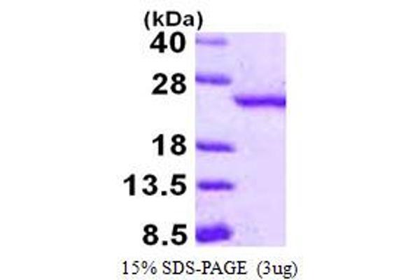 RBBP9 Protein (AA 1-186) (His tag)