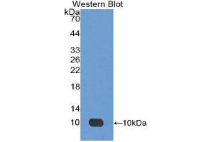 Western Blotting (WB) image for anti-Apelin (APLN) (AA 24-77) antibody (ABIN1175941) (Apelin antibody  (AA 24-77))