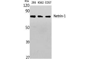 Western Blot analysis of various cells using Netrin-1 Polyclonal Antibody diluted at 1:1000. (Netrin 1 antibody  (C-Term))