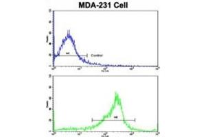 Flow Cytometry (FACS) image for anti-serpin Peptidase Inhibitor, Clade A (Alpha-1 Antiproteinase, Antitrypsin), Member 9 (SERPINA9) antibody (ABIN3004177) (SERPINA9 antibody)