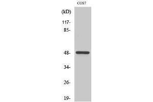Western Blotting (WB) image for anti-Casein Kinase 1, gamma 1 (CSNK1G1) (N-Term) antibody (ABIN3174175) (CSNK1G1 antibody  (N-Term))