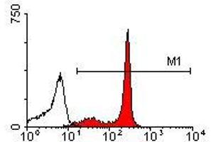 Image no. 1 for anti-CD44 (CD44) antibody (ABIN135069) (CD44 antibody)