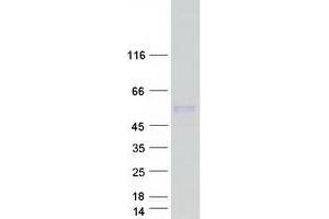 Validation with Western Blot (CDCP2 Protein (Myc-DYKDDDDK Tag))