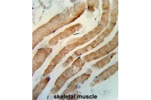 Immunohistochemistry (IHC) image for anti-RAB7A, Member RAS Oncogene Family (RAB7A) antibody (ABIN3003858) (RAB7A antibody)