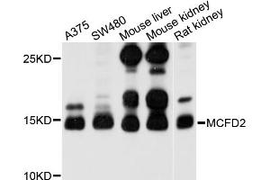 Western blot analysis of extracts of various cell lines, using MCFD2 antibody (ABIN4904324) at 1:1000 dilution. (MCFD2 antibody)