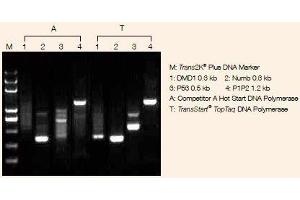 Image no. 2 for TransStart® TopTaq DNA Polymerase (ABIN5519568)